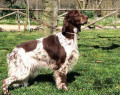 Setter Anglais BERNA DEL BINARIO Setter Anglais BERNA DEL BINARIO